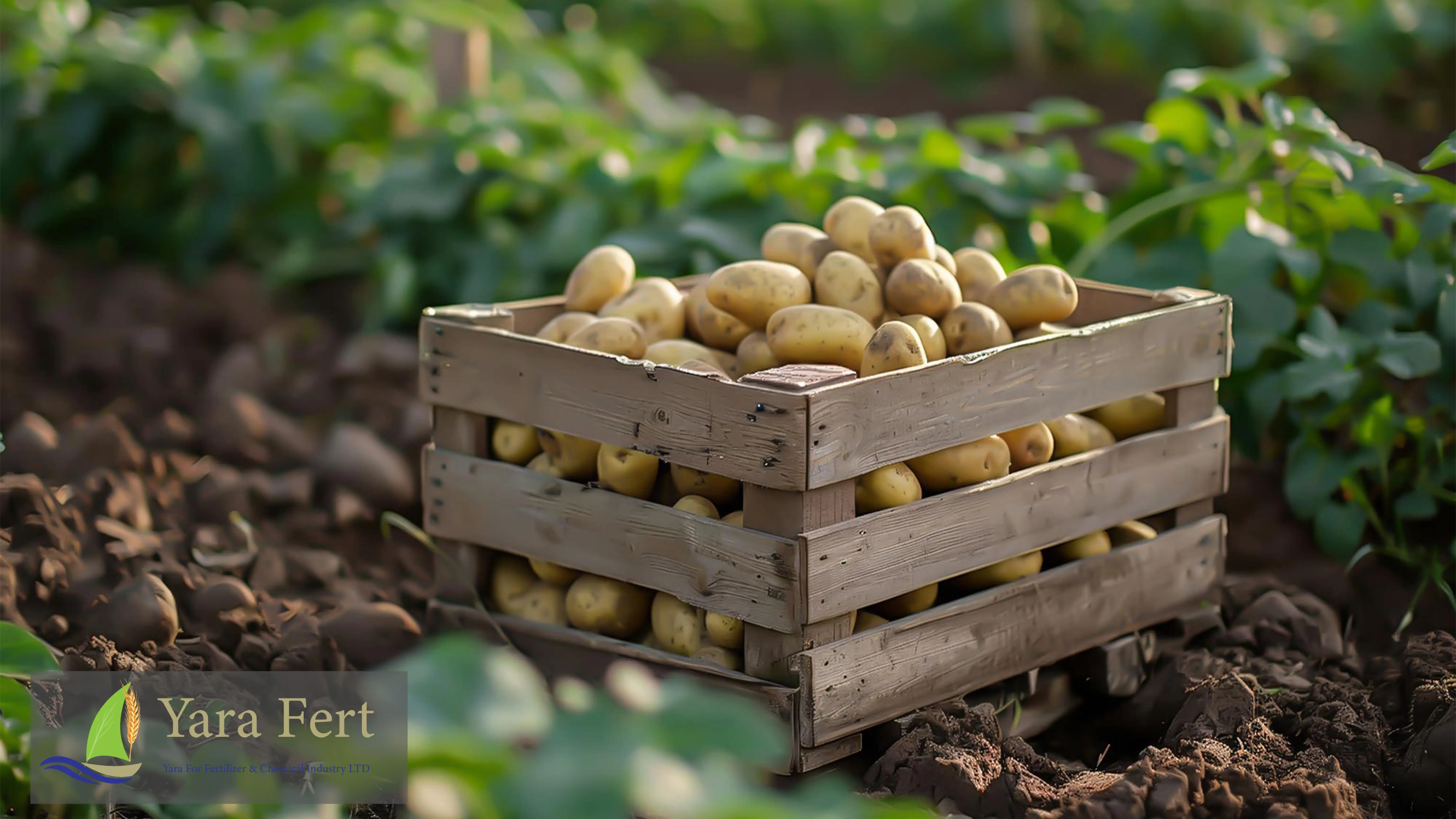 best fertilizer for potatoes