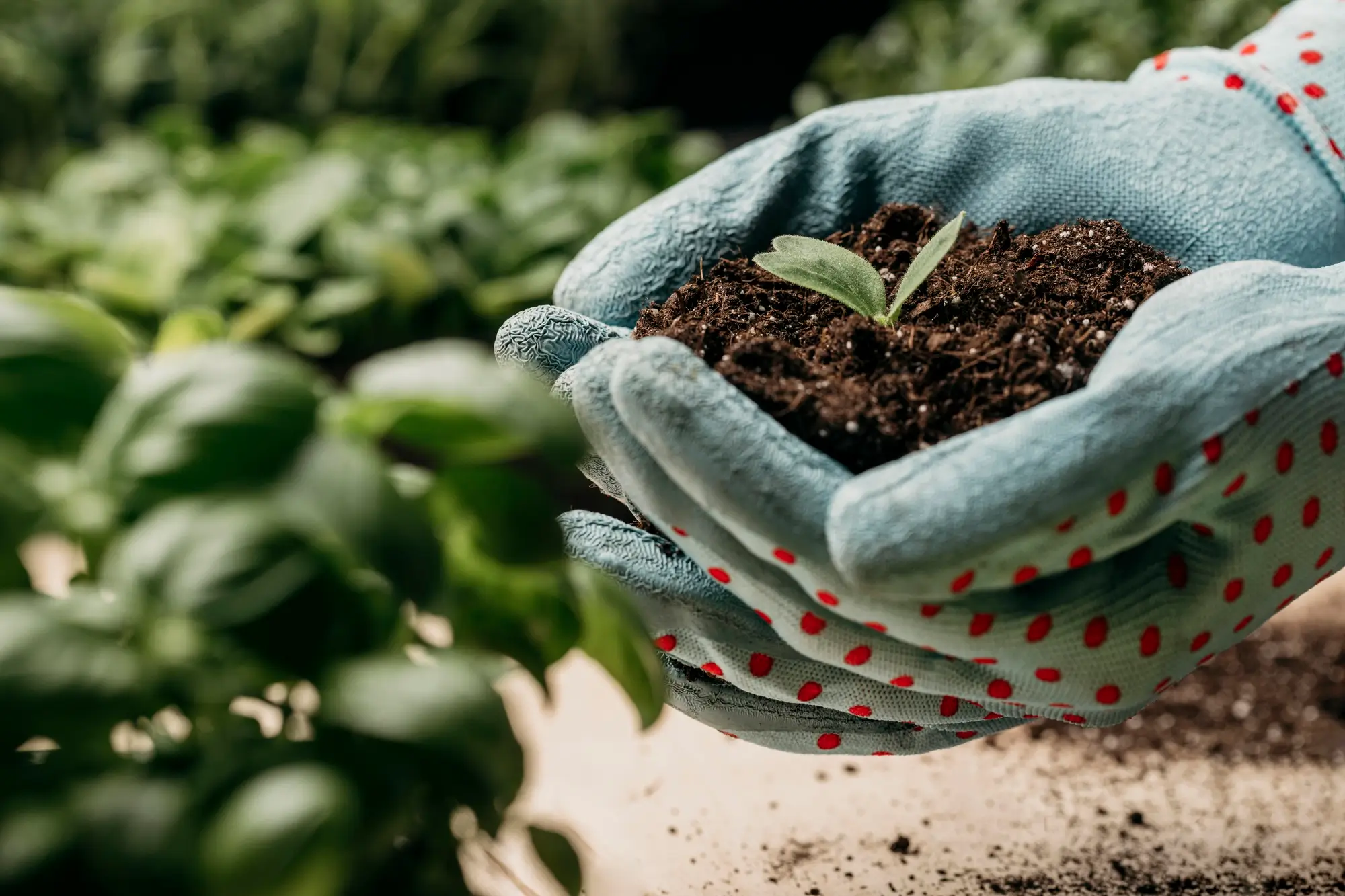 best organic fertilizer