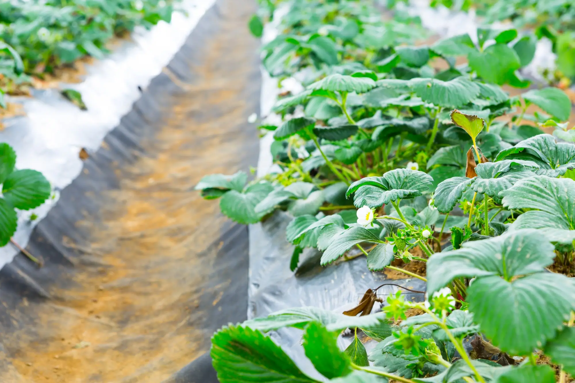 hydroponic fertilizer