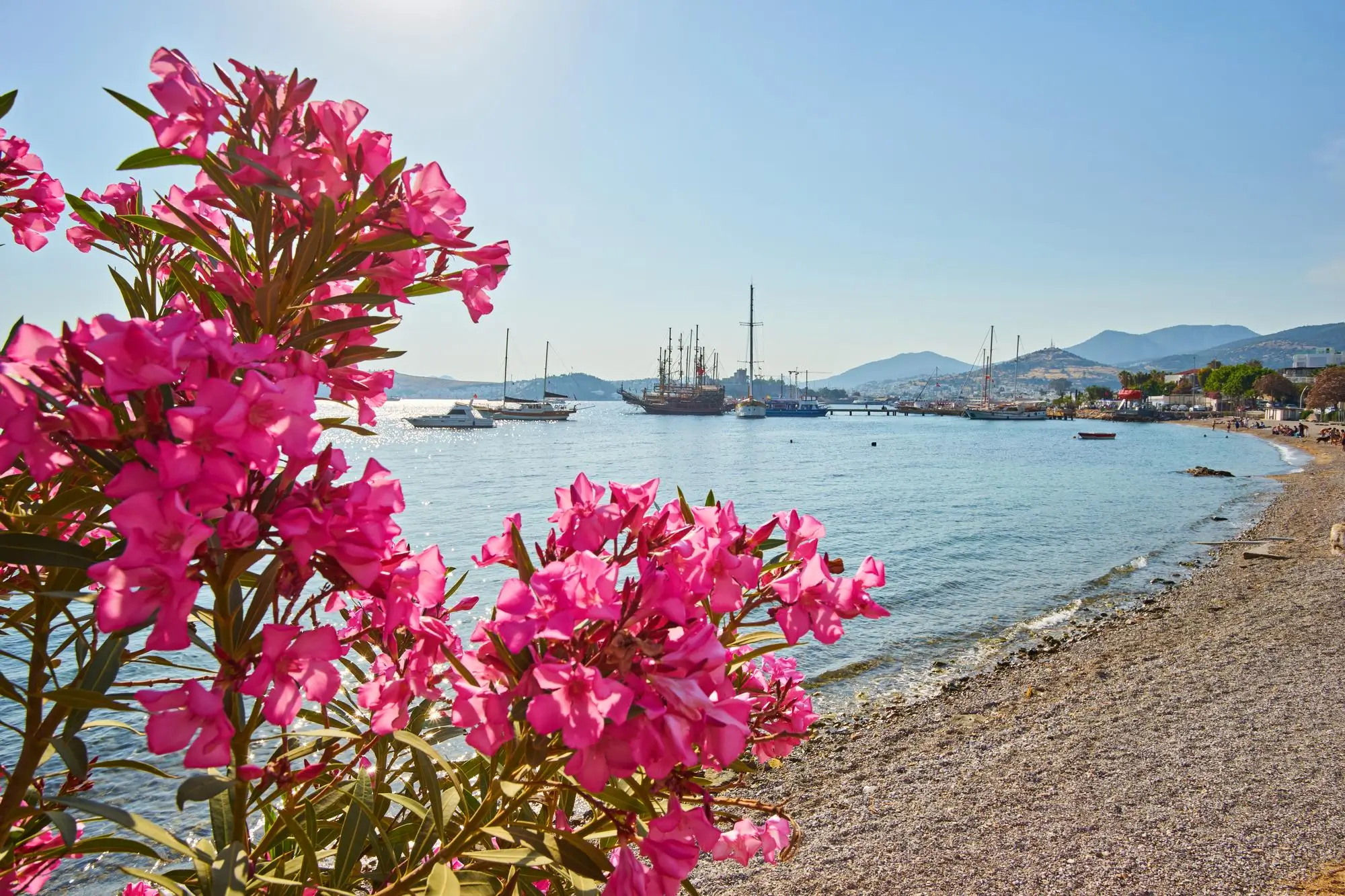bougainvillea fertilizer