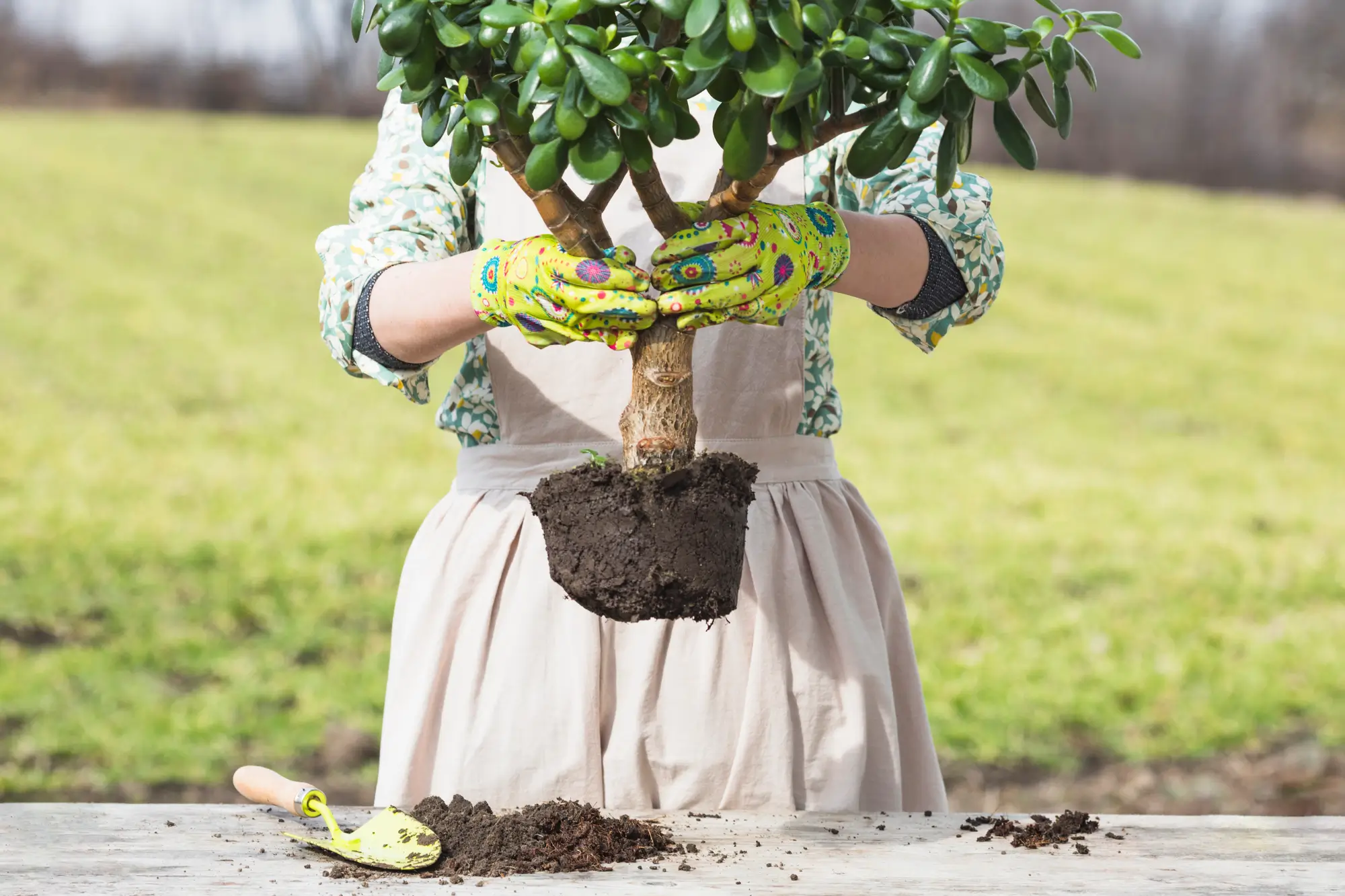 tree fertilizer
