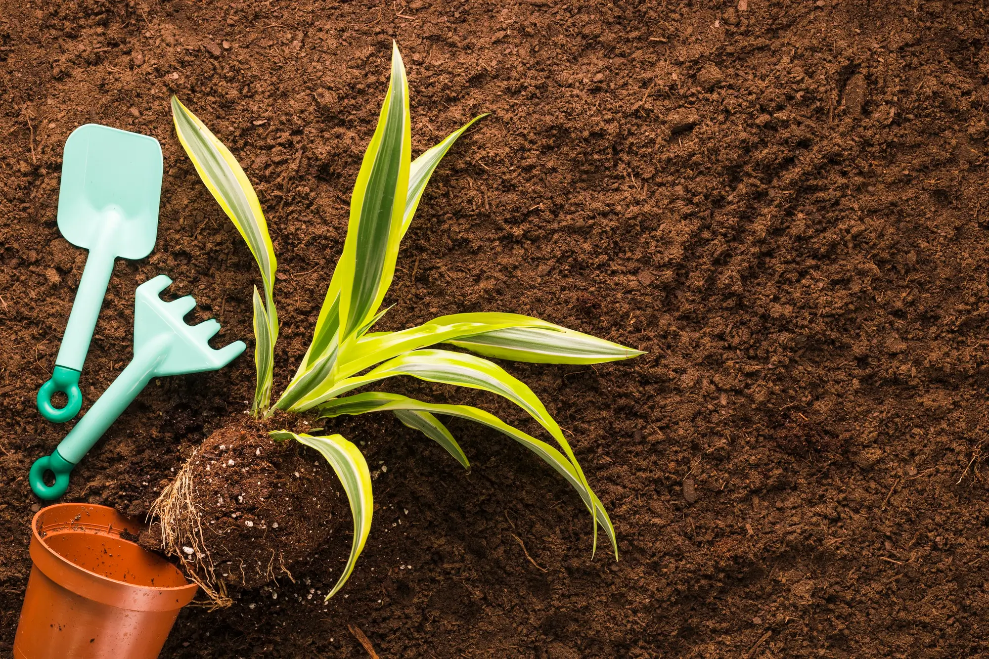 organic lawn fertilizer