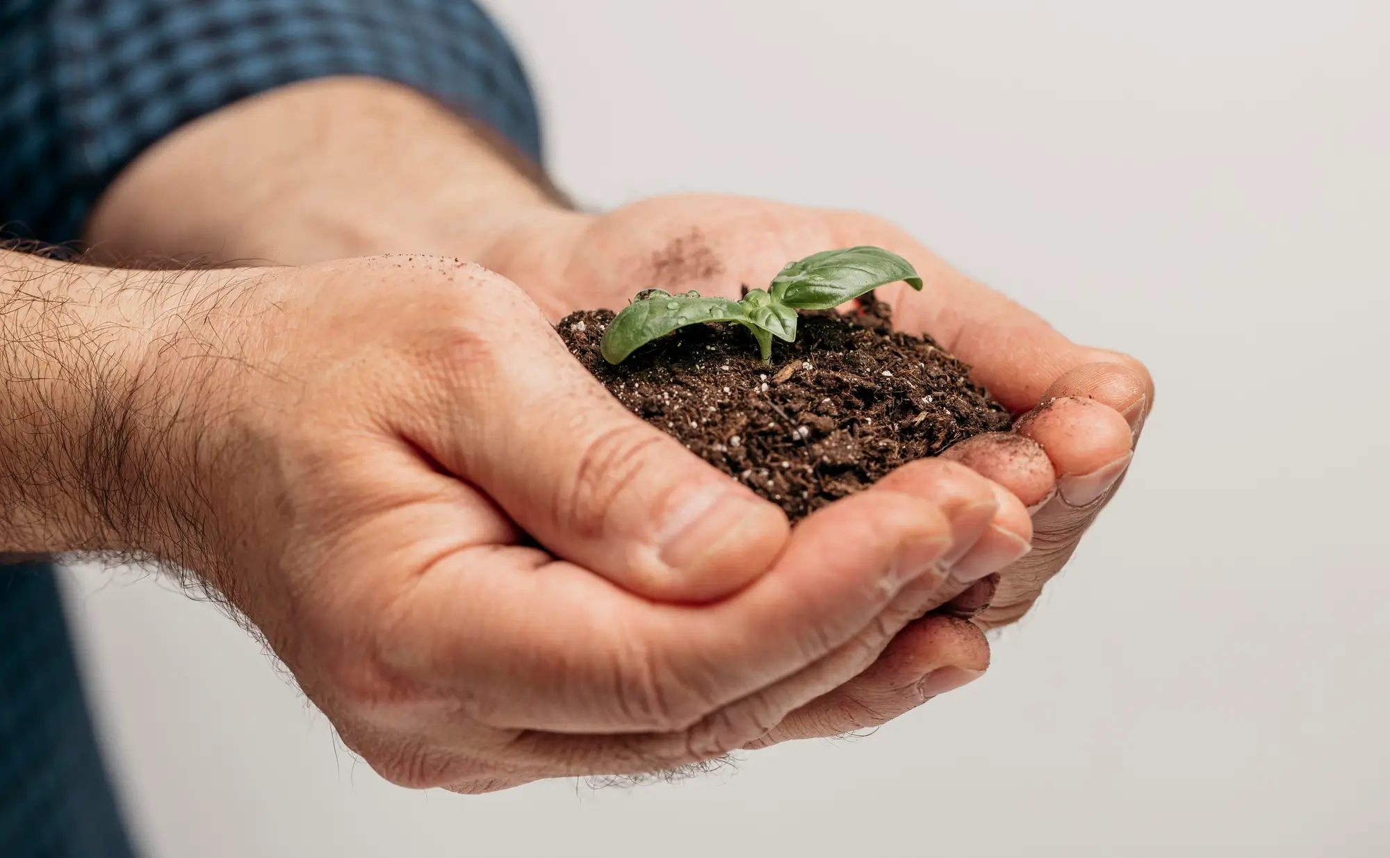 plant nutrients