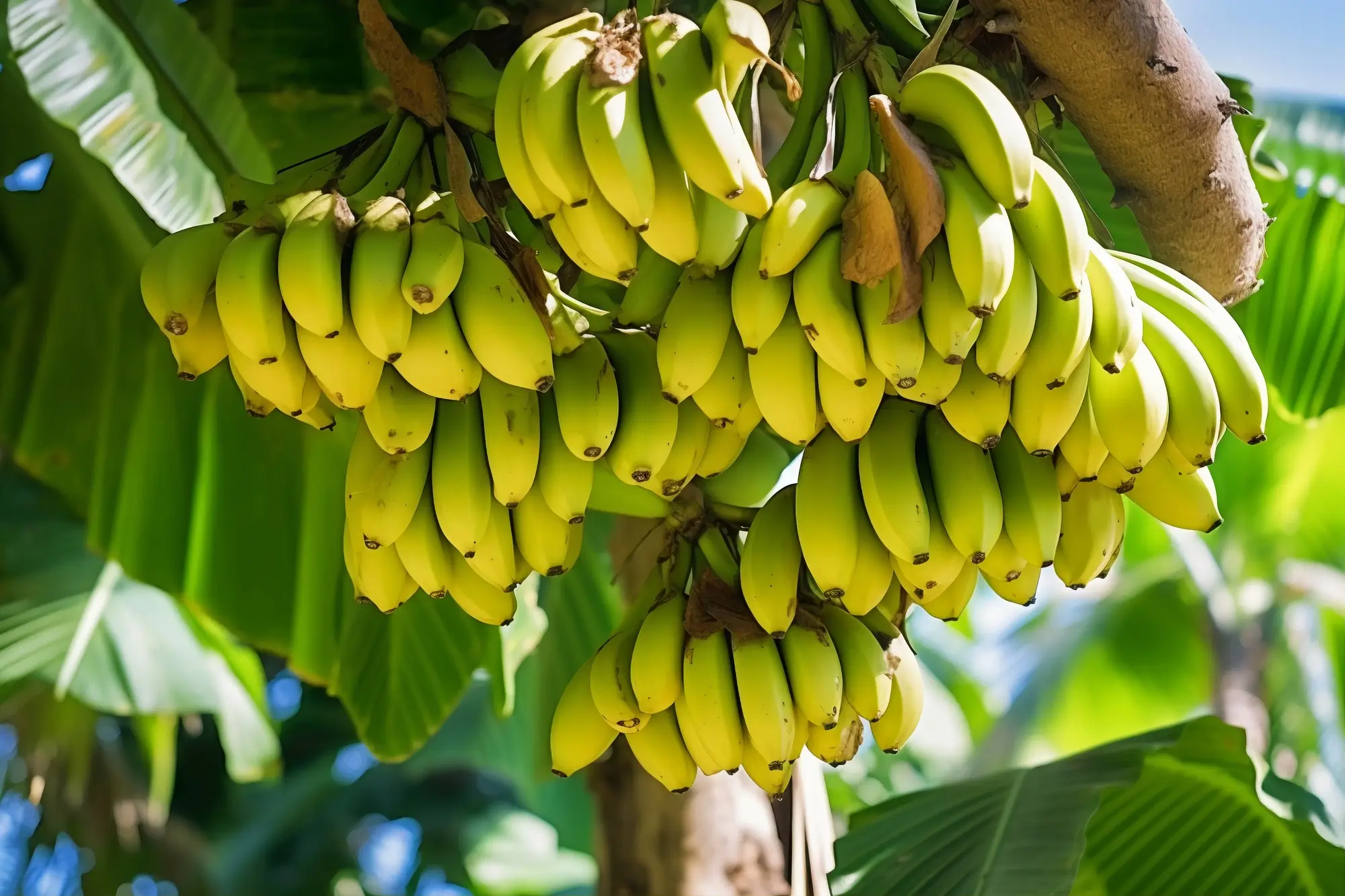 banana tree fertilizer