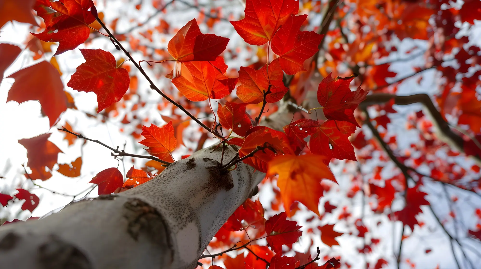 maple tree fertilizer