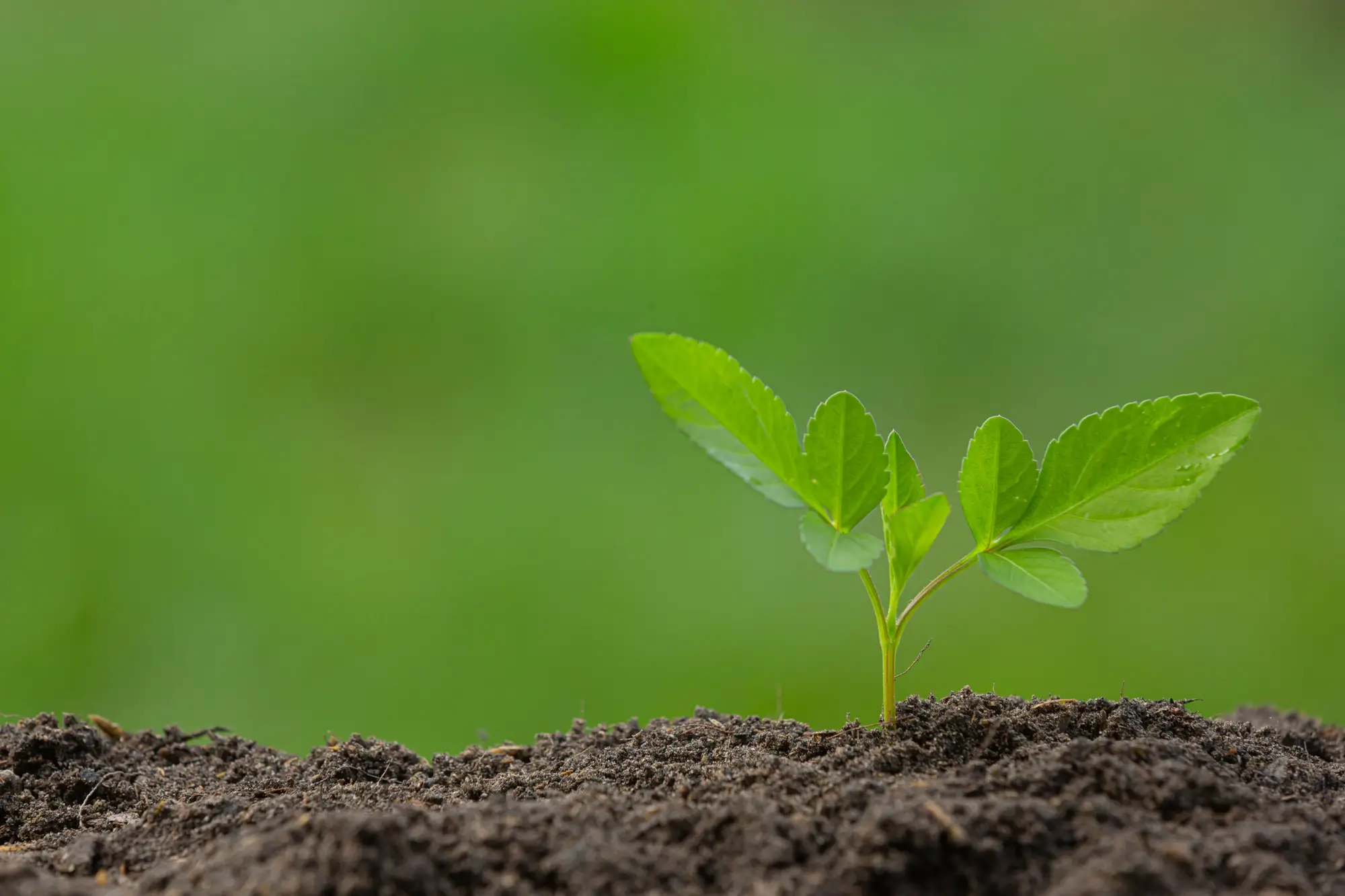slow release fertilizer