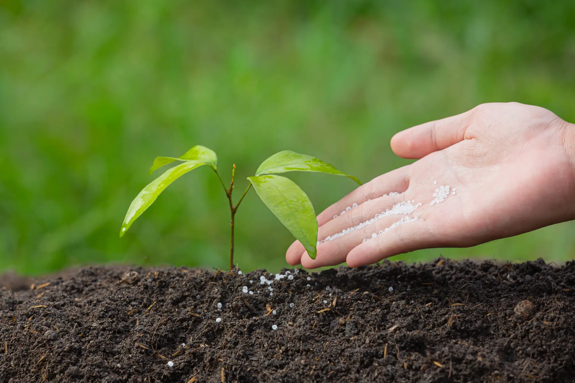 Water-Soluble Fertilizer