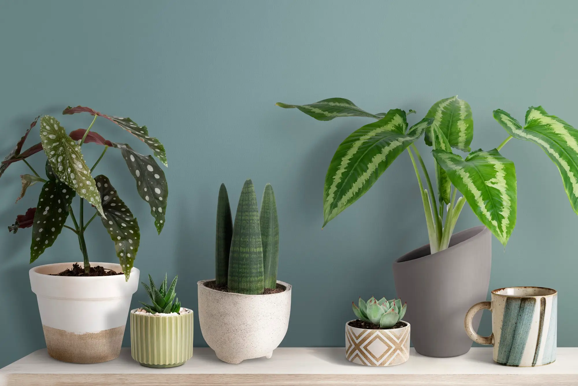 best potting soil for indoor plants