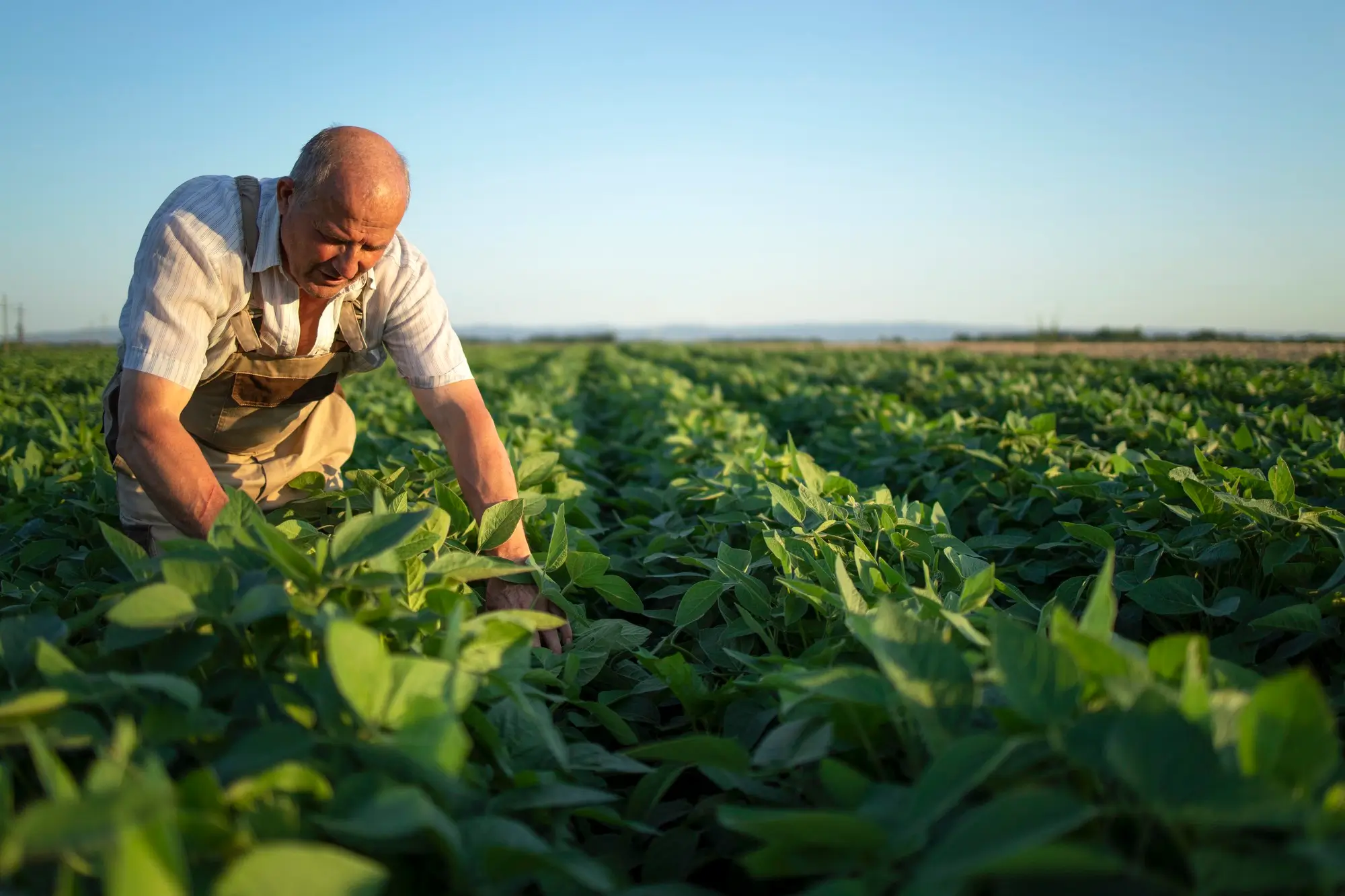 nitrogen grass fertilizer
