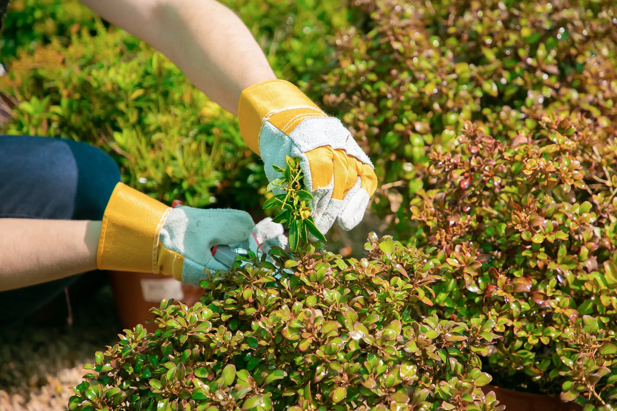 lawn soil
