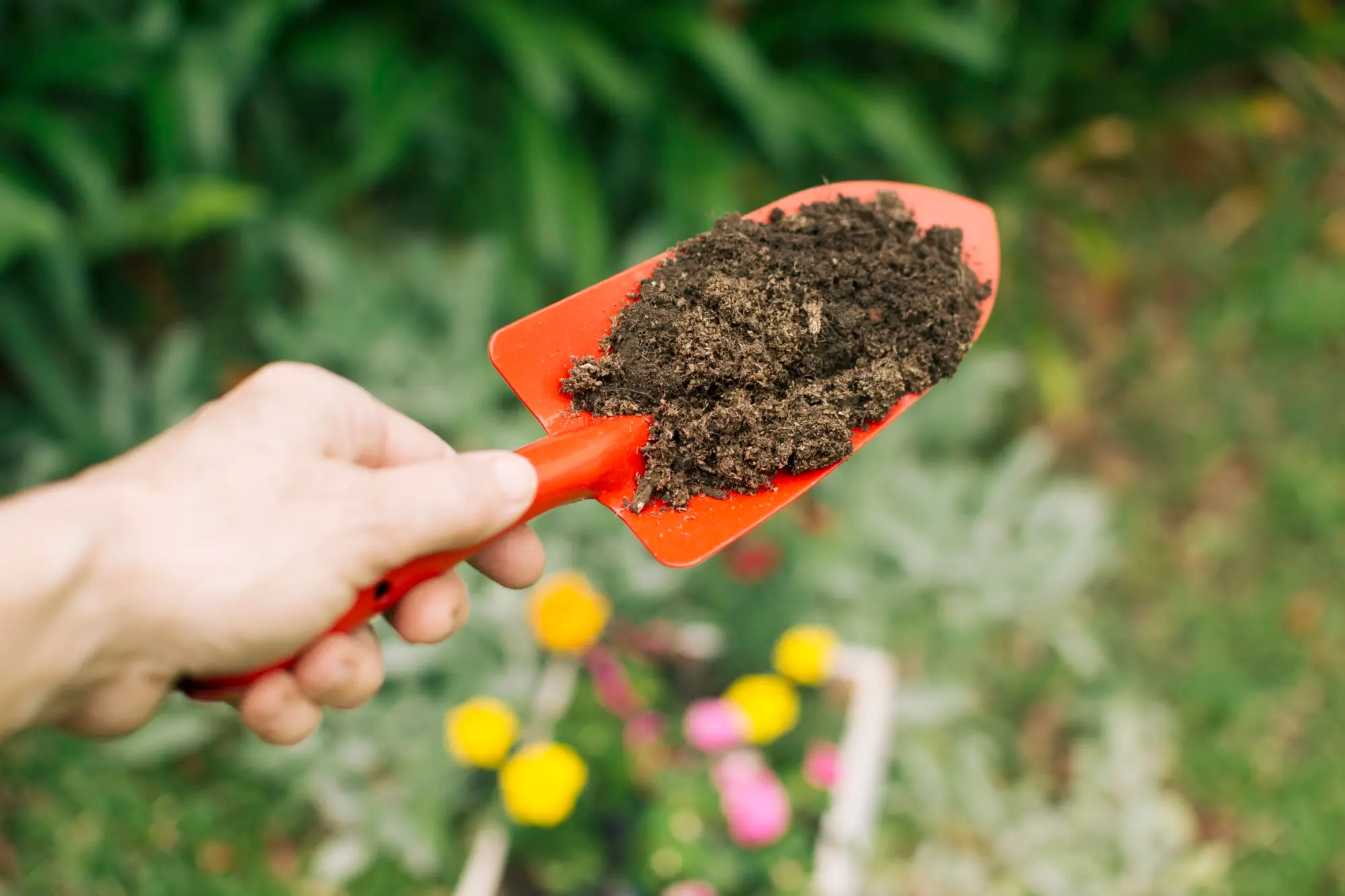 bonsai soil