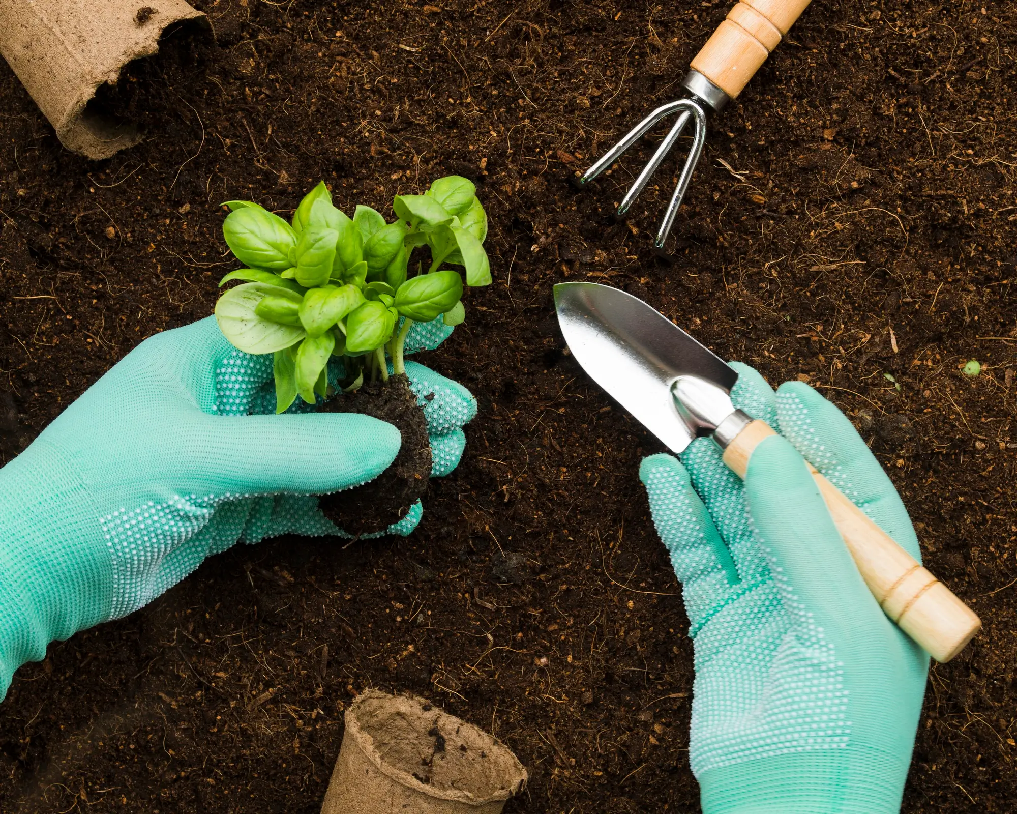 organic potting soil