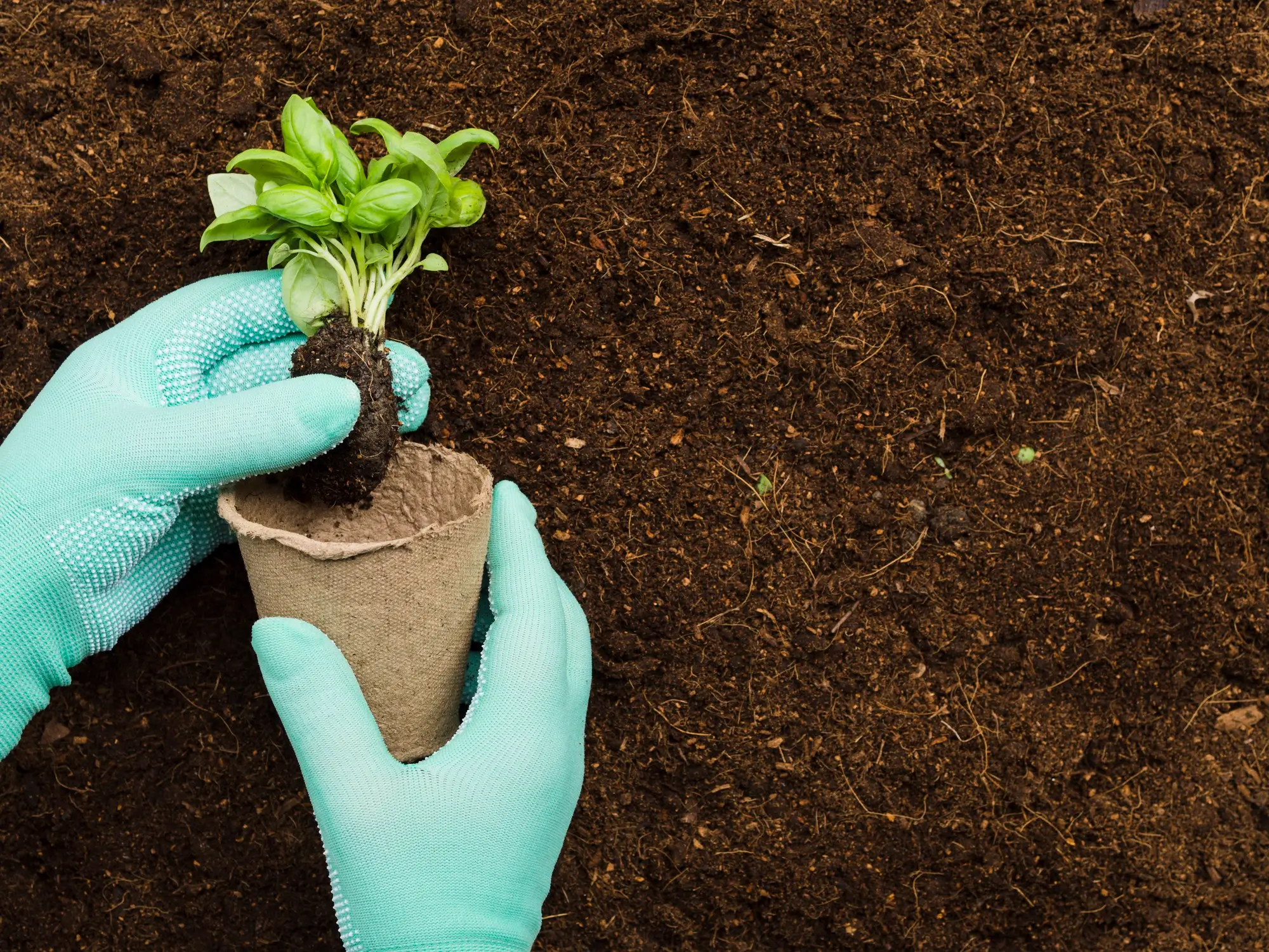 perlite soil