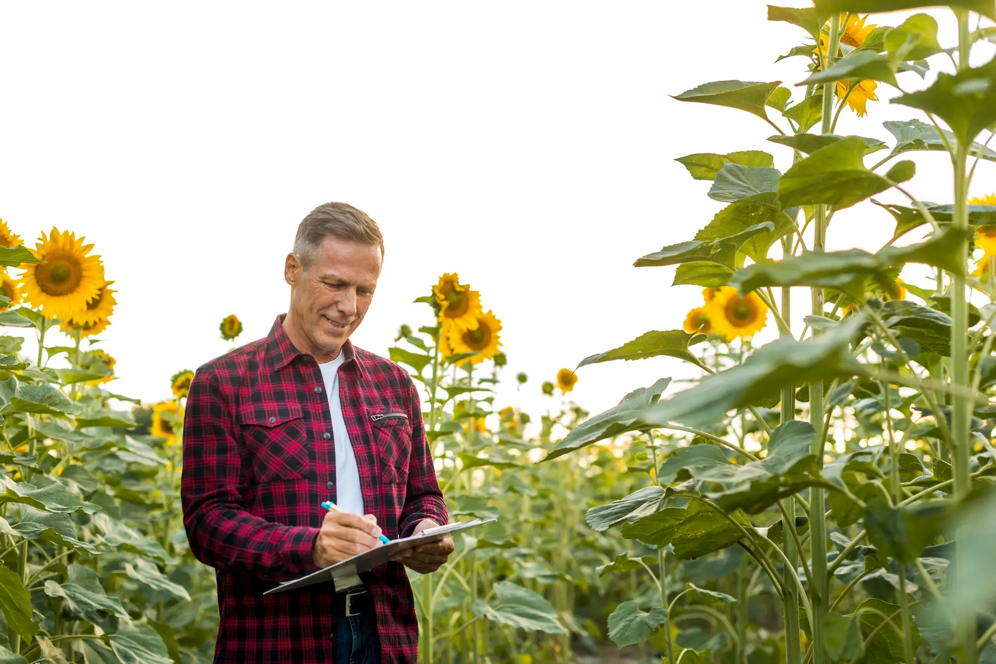 how to lower ph in soil