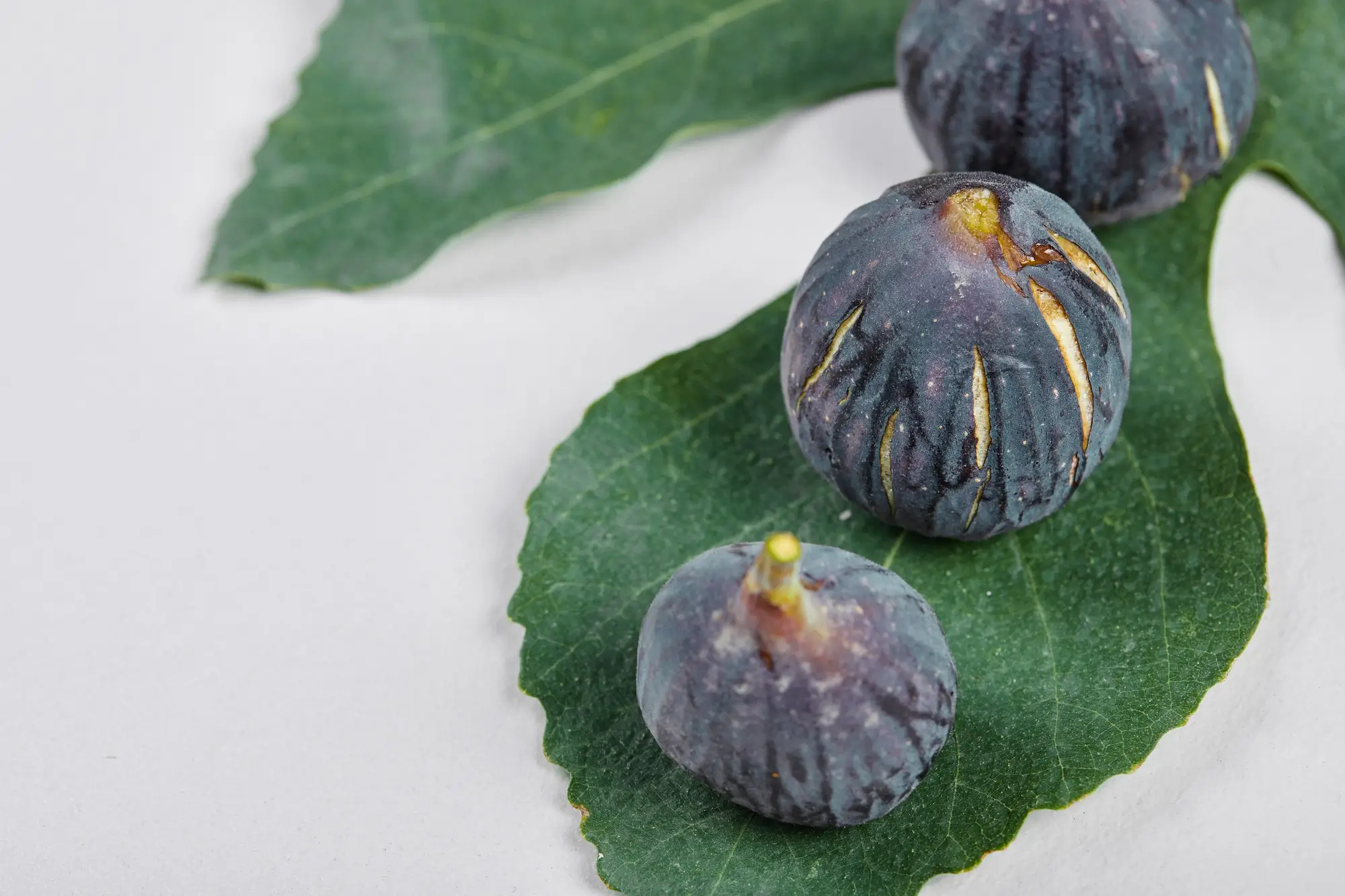 fiddle leaf fig soil
