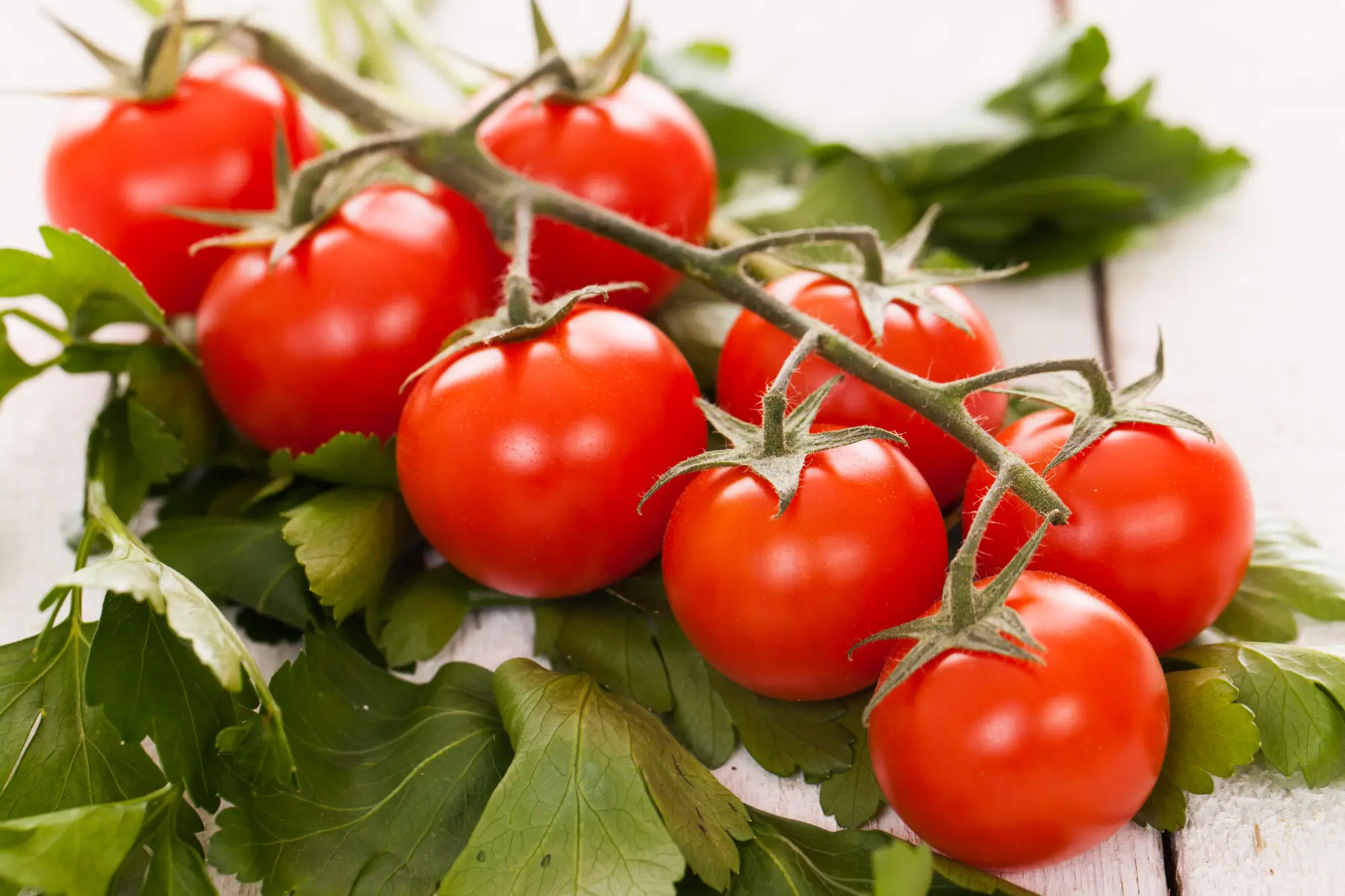 best soil for tomatoes