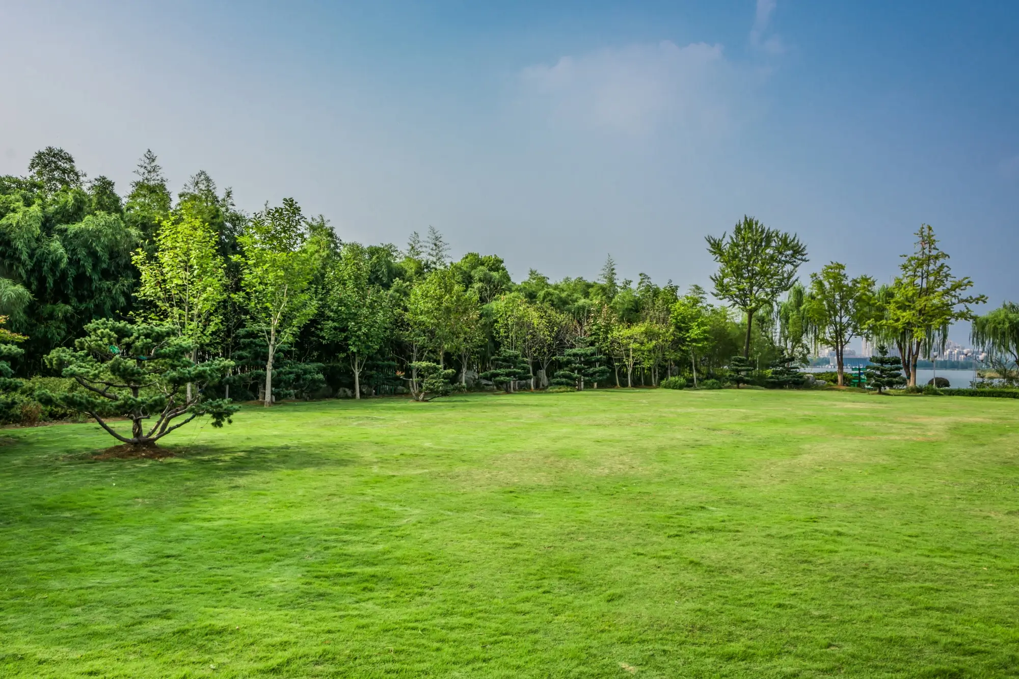 fertilizer for bushes