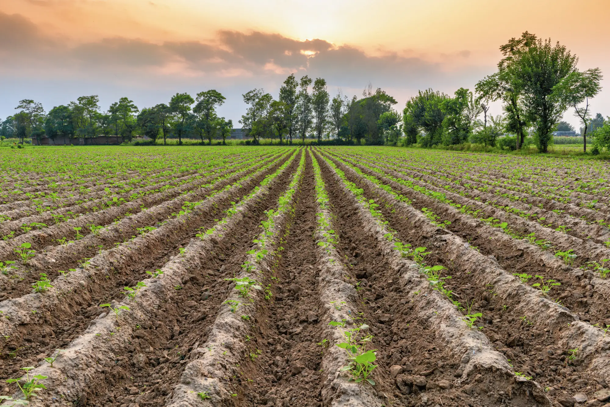 bulk potting soil