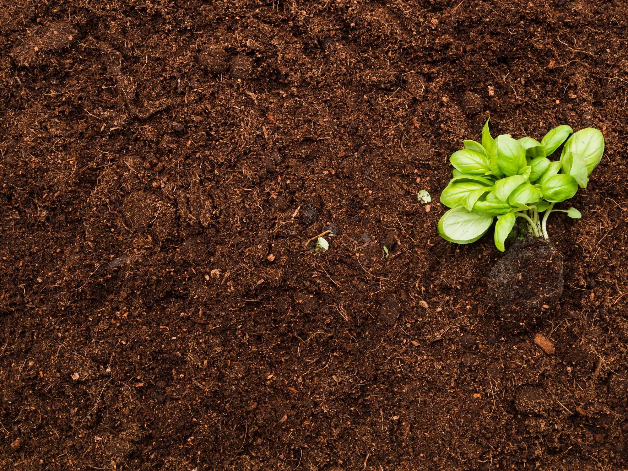 yellow fungus in soil