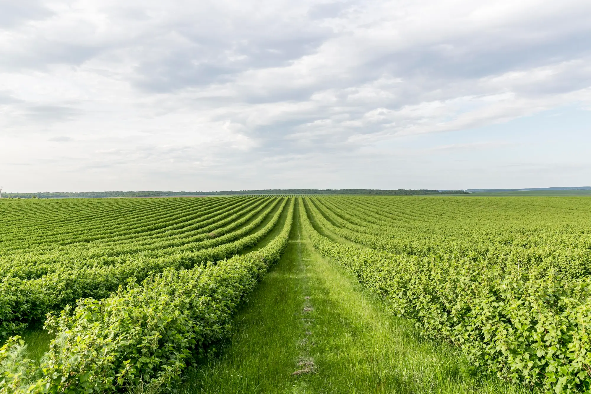 tilling soil