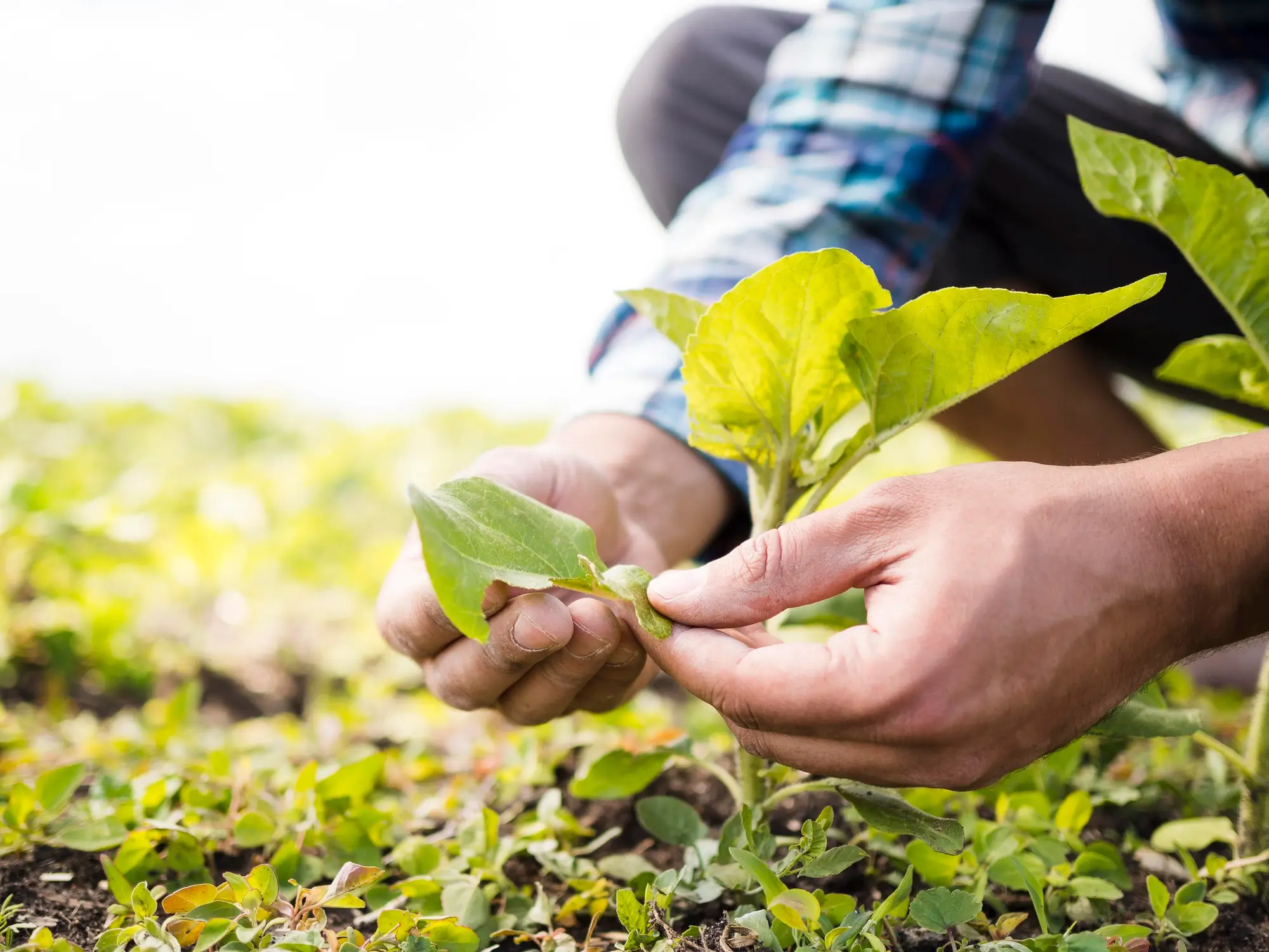 compostable soil