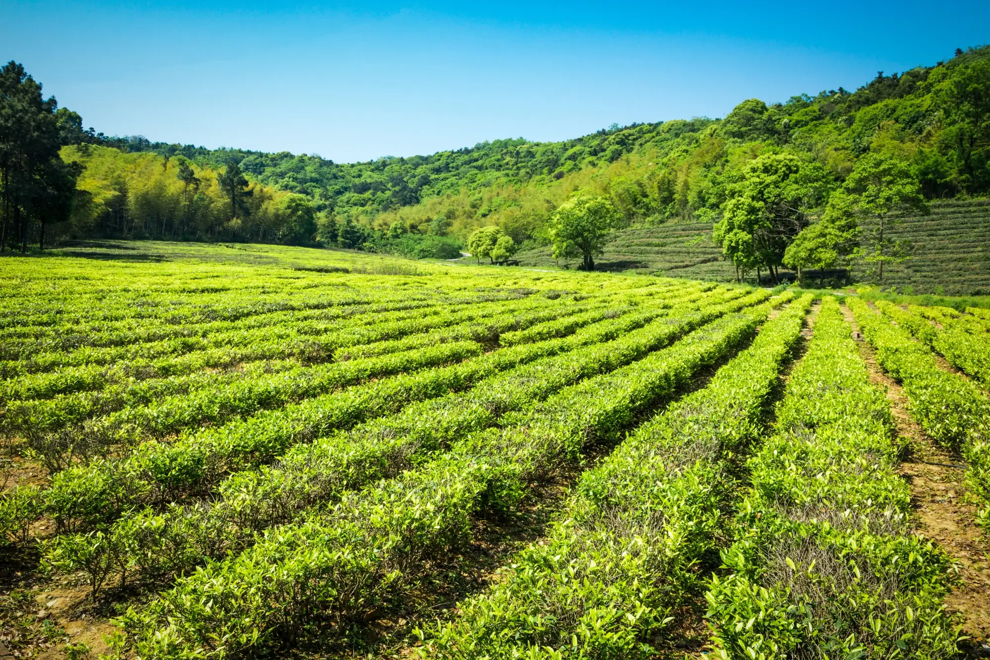 "Phosphorus (P?O?) and Phosphoric Acid for Healthier Soils"