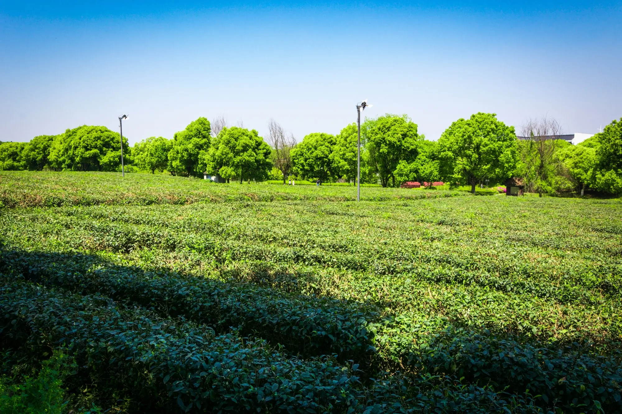 soil amendments for clay soil