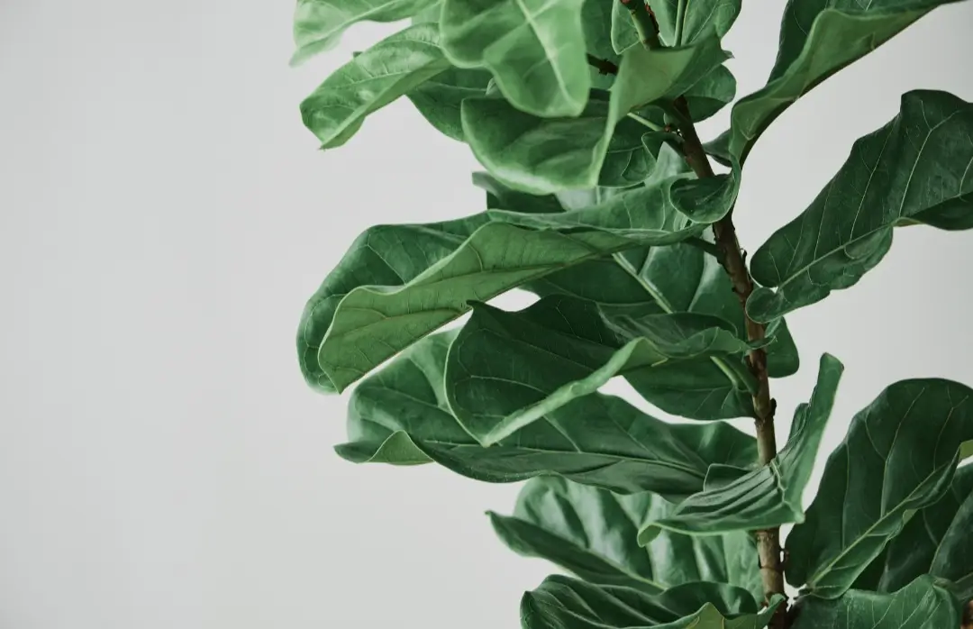 best soil for fiddle leaf fig