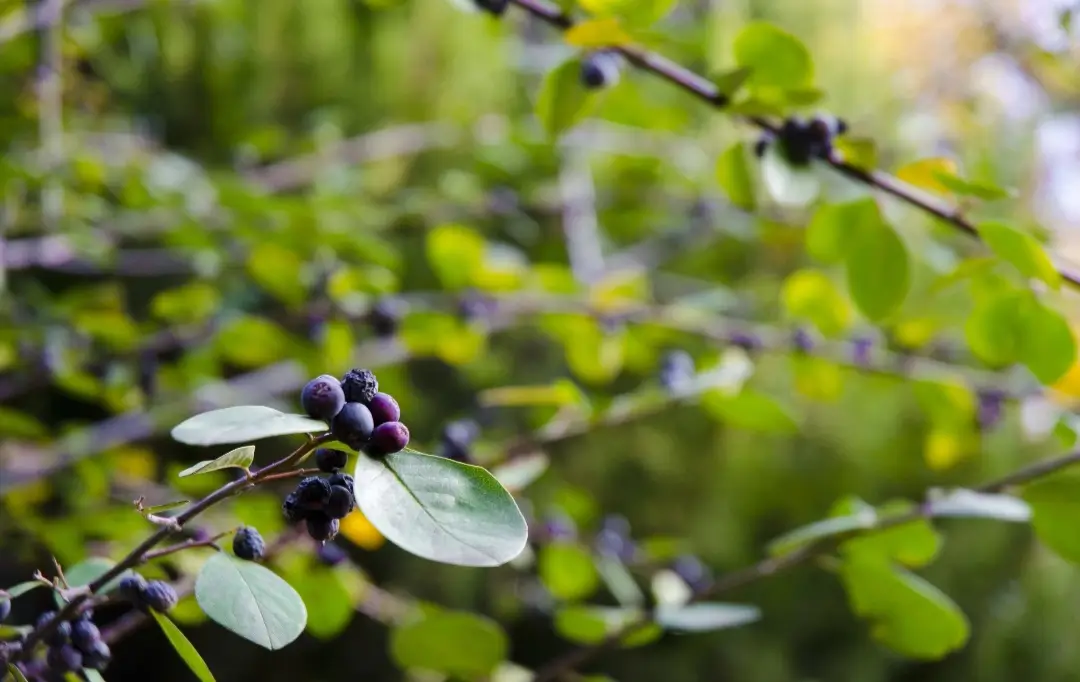 blueberry soil ph