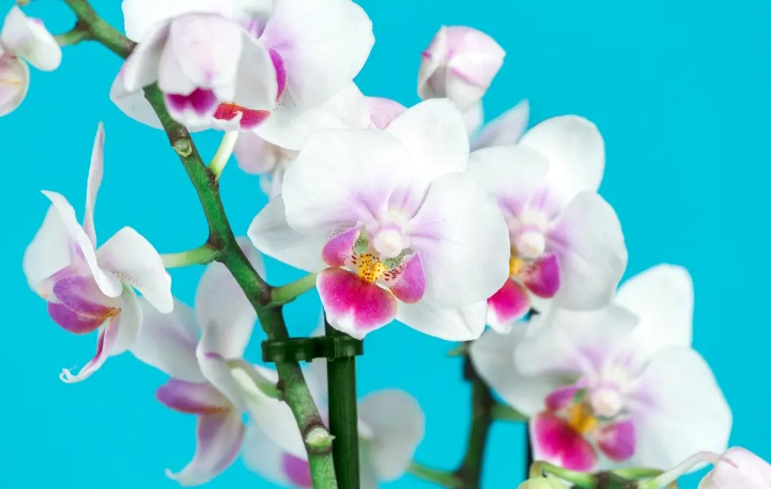 best soil for orchids