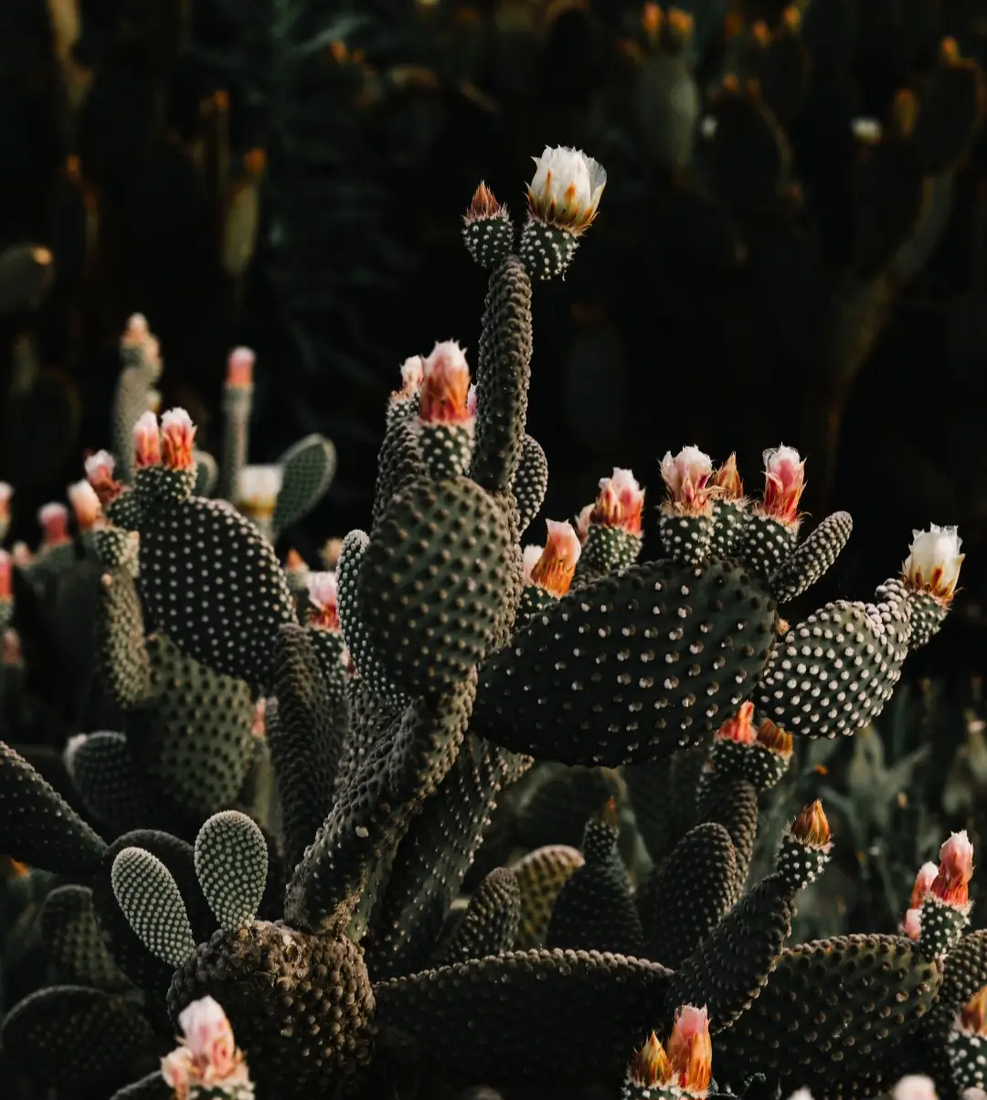 soil for christmas cactus