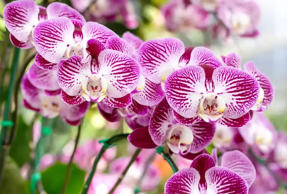 Orchids Liquid Fertilizer