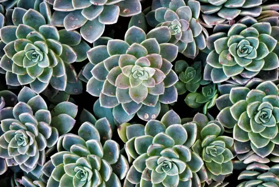Indoor plant fertilizer succulents