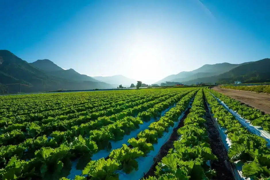 Liquid Fertilizer History