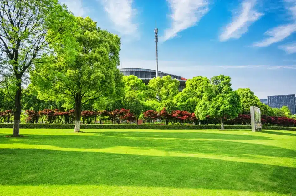 Best Lawn Fertilizer for New Grass Seed: Boost Germination & Growth