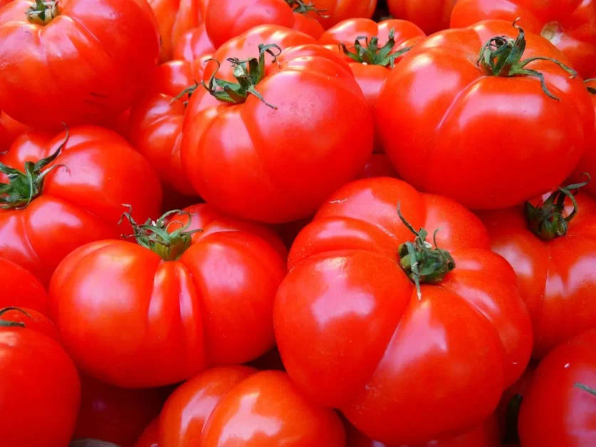 Tomato fertilizer importance