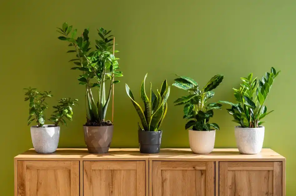 Common Ingredients in Indoor Plant Fertilizers (and Why They Matter)
